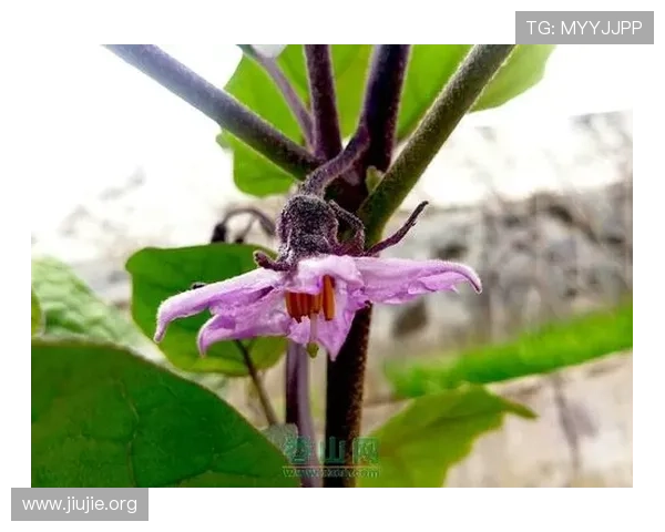 Ca88亚洲城的真实运营地点在哪里以及如何辨别其合法性